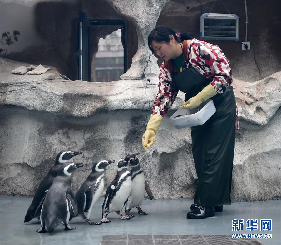 （社會(huì)）（1）重慶動(dòng)物園為動(dòng)物取暖過冬