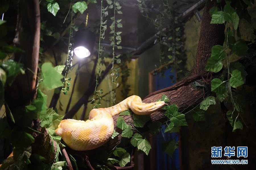 （社會(huì)）（4）重慶動(dòng)物園為動(dòng)物取暖過冬