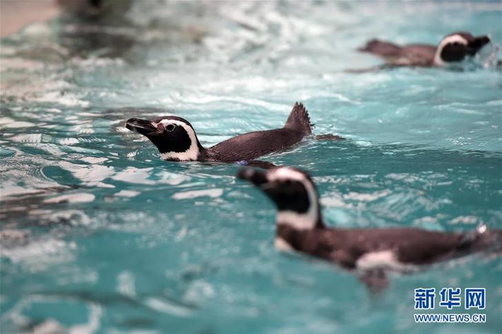 （社會）（3）重慶動物園為動物取暖過冬
