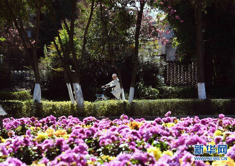 （環(huán)境）（4）昆明冬季鮮花盛開
