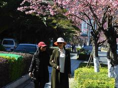 （環(huán)境）（5）昆明冬季鮮花盛開