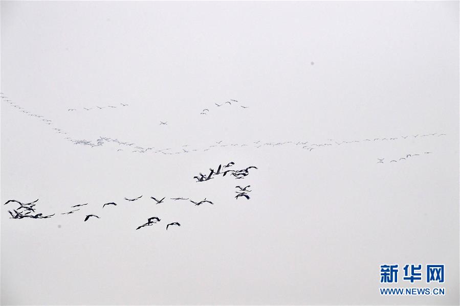 (環境)(3)河南黃河濕地現“萬鳥飛臨”景觀