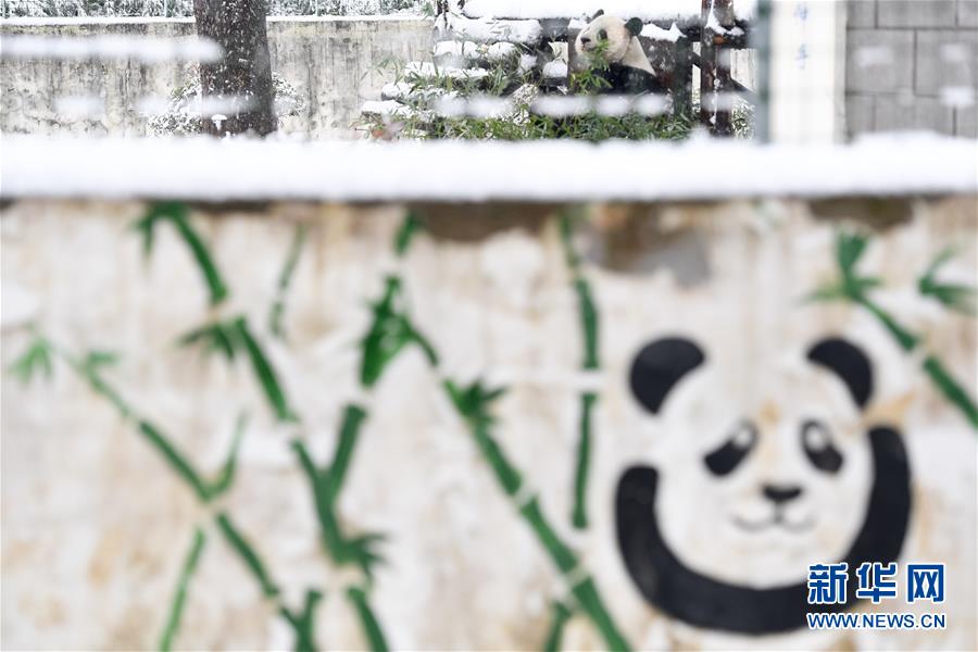 （環(huán)境）（2）“萌寶”戲雪