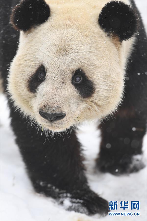 （環(huán)境）（4）“萌寶”戲雪
