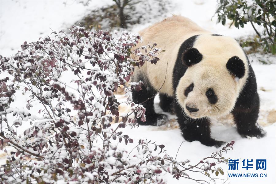 （環(huán)境）（5）“萌寶”戲雪