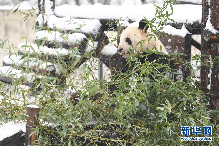 （環(huán)境）（6）“萌寶”戲雪