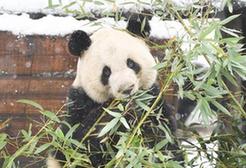 （環境）（1）“萌寶”戲雪