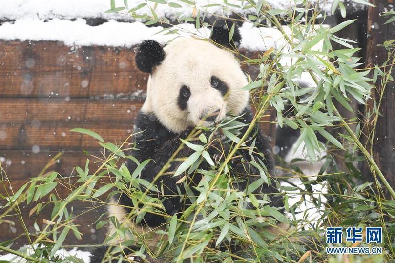 （環境）（1）“萌寶”戲雪