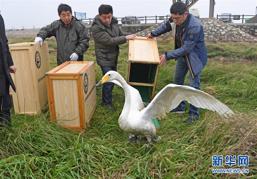 （環(huán)境）（3）16只珍稀候鳥(niǎo)放飛鄱陽(yáng)湖