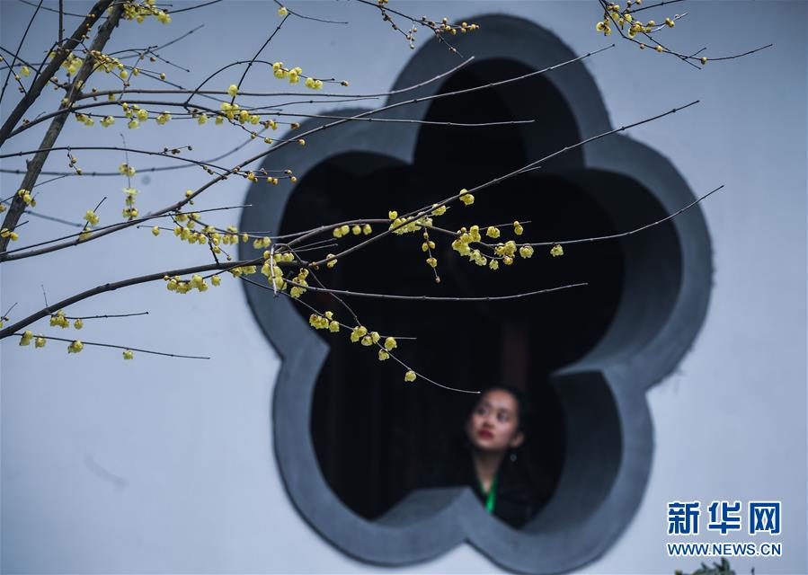 (美麗中國)(7)寒梅凌冬次第開