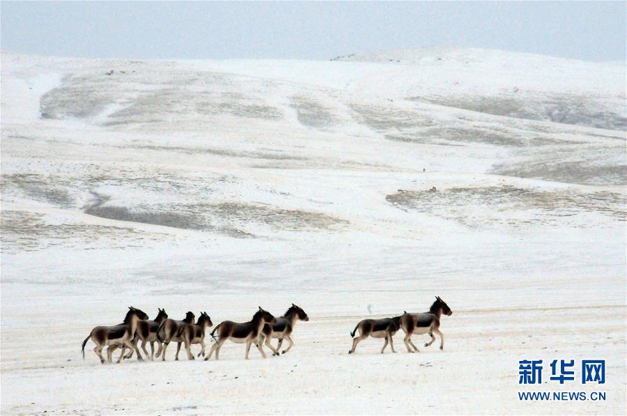 （圖文互動）（2）“千湖歸來”的江源蝶變——冬日探訪雪境黃河源見聞