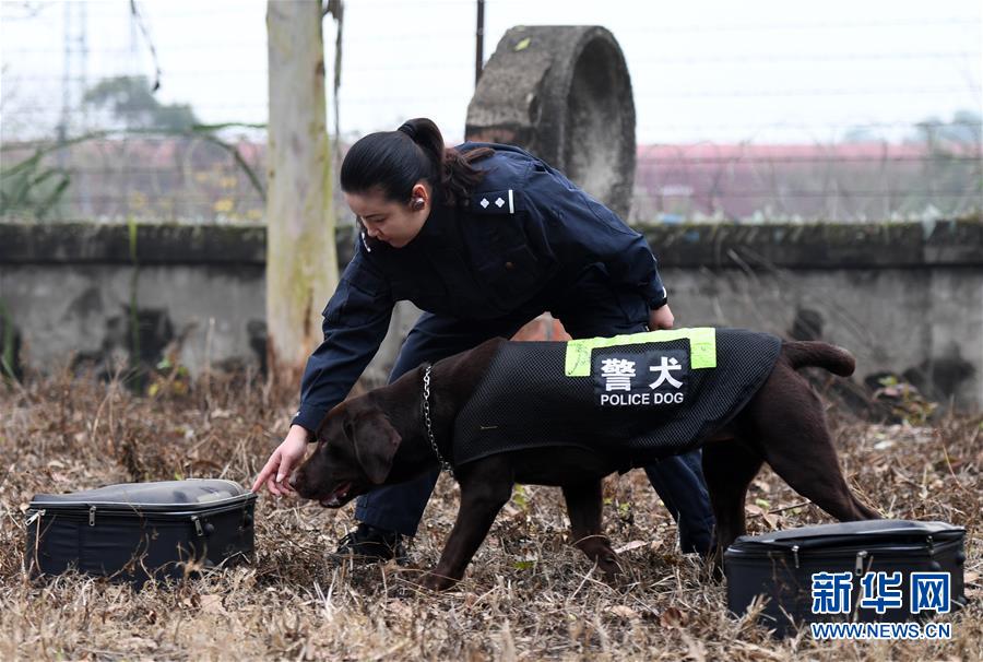 （關注春運·圖片故事）（2）一個“警犬媽媽”的十年春運堅守