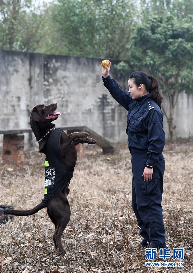 （關注春運·圖片故事）（5）一個“警犬媽媽”的十年春運堅守