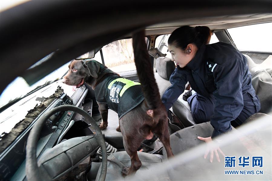 （關注春運·圖片故事）（7）一個“警犬媽媽”的十年春運堅守