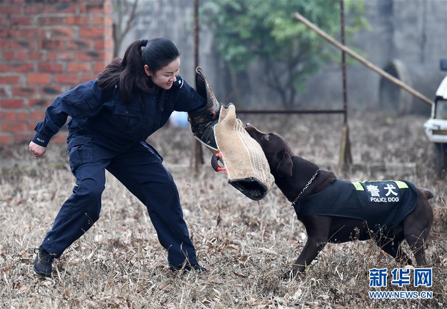 （關注春運·圖片故事）（8）一個“警犬媽媽”的十年春運堅守