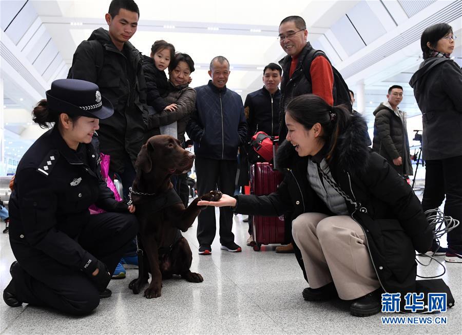 （關注春運·圖片故事）（9）一個“警犬媽媽”的十年春運堅守