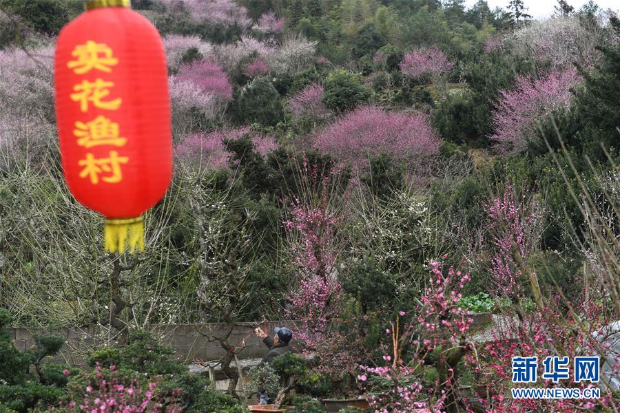 （社會）（3）梅花迎新春