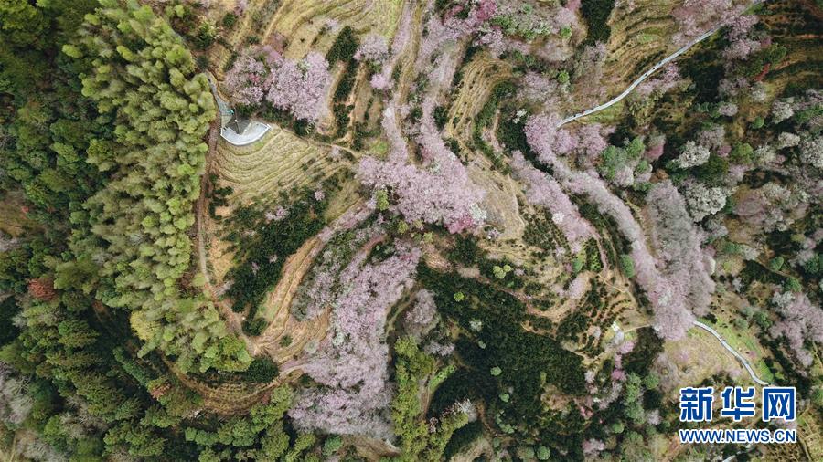 （社會）（6）梅花迎新春