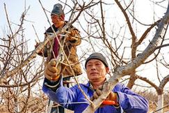 （經(jīng)濟(jì)）（1）櫻桃種植促增收