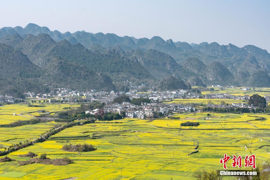 貴州興義萬(wàn)峰林萬(wàn)畝油菜花競(jìng)相開(kāi)放