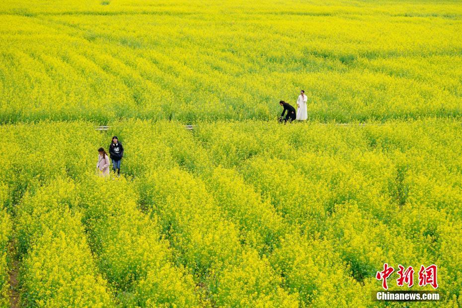 貴州興義萬峰林萬畝油菜花競相開放