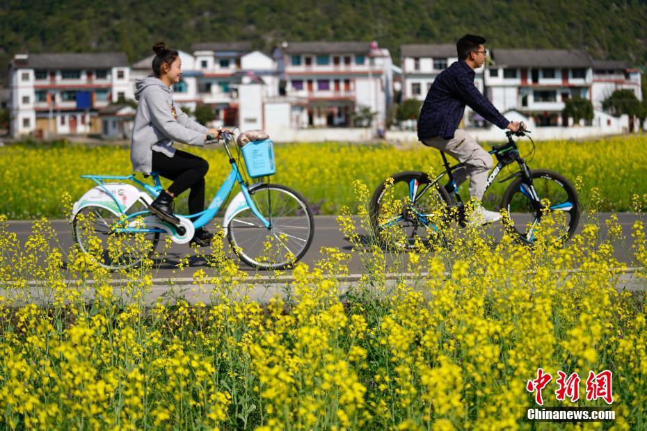 貴州興義萬峰林萬畝油菜花競(jìng)相開放