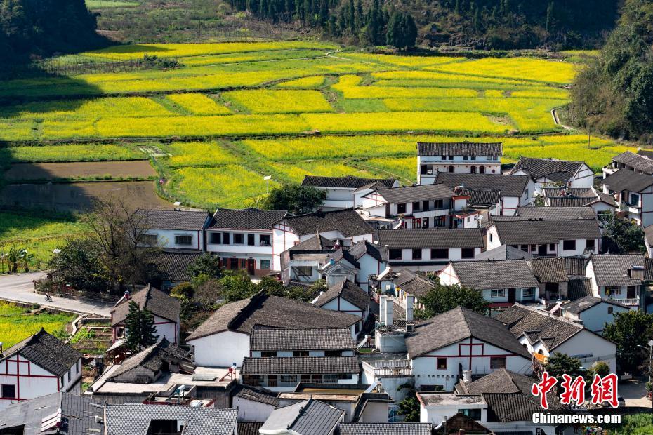 貴州興義萬峰林萬畝油菜花競(jìng)相開放