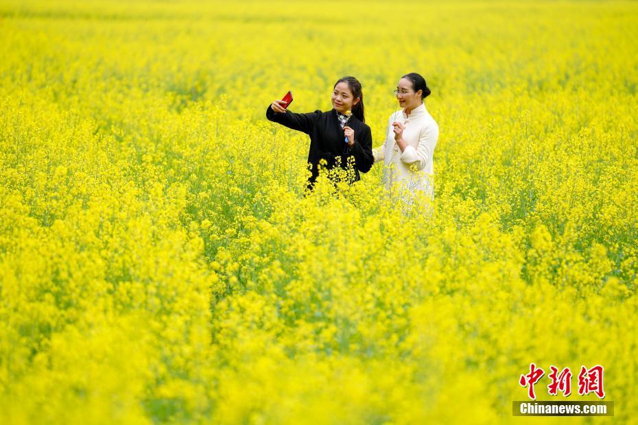 貴州興義萬峰林萬畝油菜花競相開放