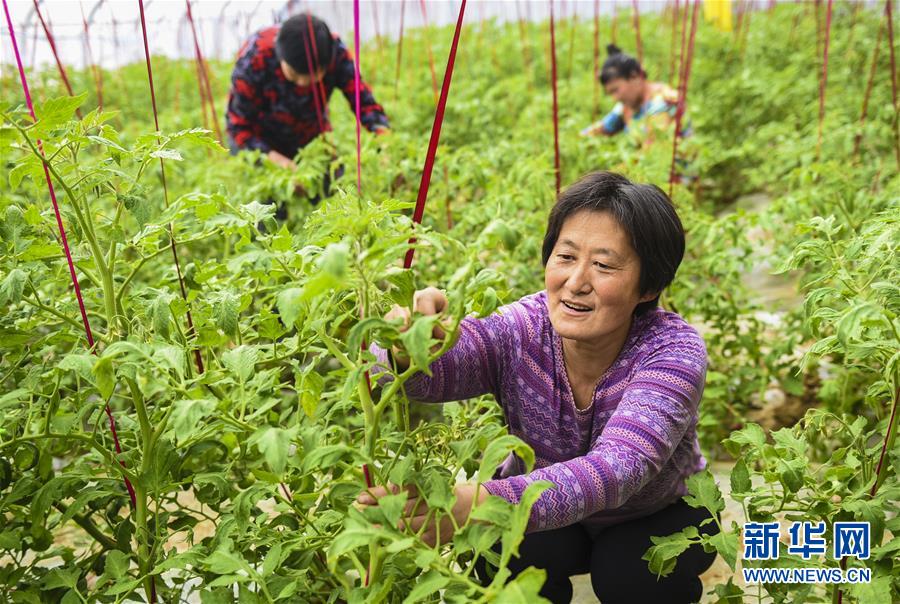 （經濟）（2）河北深州：建設現代農業園區助推鄉村振興