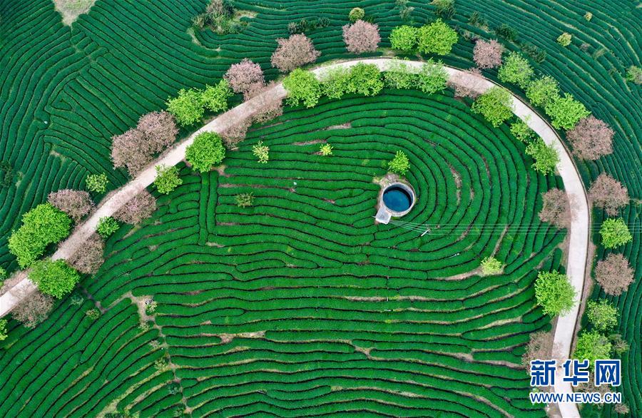 （社會(huì)）（1）福建漳平：打造“花樣”產(chǎn)業(yè)
