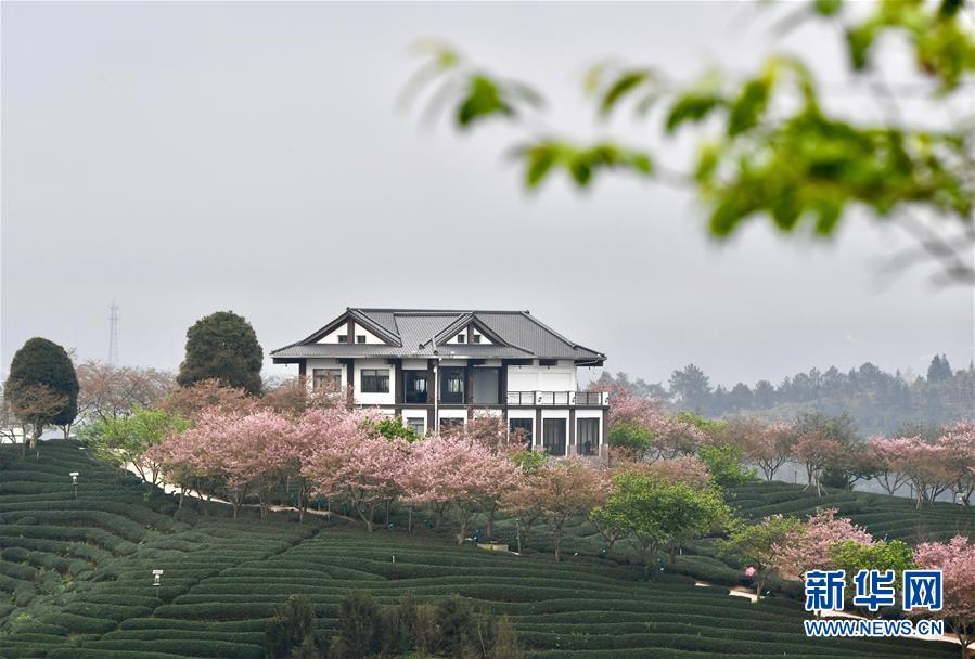 （社會）（2）福建漳平：打造“花樣”產(chǎn)業(yè)