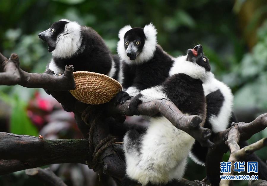 (社會(huì))(2)廣州:斑狐猴三胞胎正式與游客見面