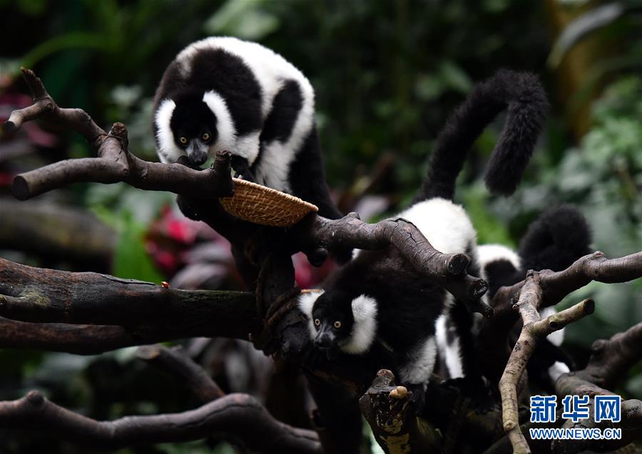 (社會(huì))(3)廣州:斑狐猴三胞胎正式與游客見面