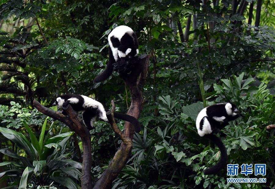 (社會(huì))(4)廣州:斑狐猴三胞胎正式與游客見面