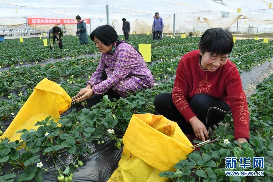 （社會(huì)）（1）山東萊西：足不出村雙增收