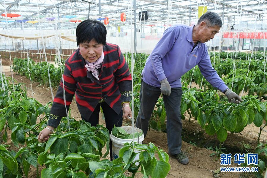 （社會）（2）山東萊西：足不出村雙增收