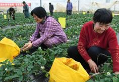 （社會(huì)）（1）山東萊西：足不出村雙增收