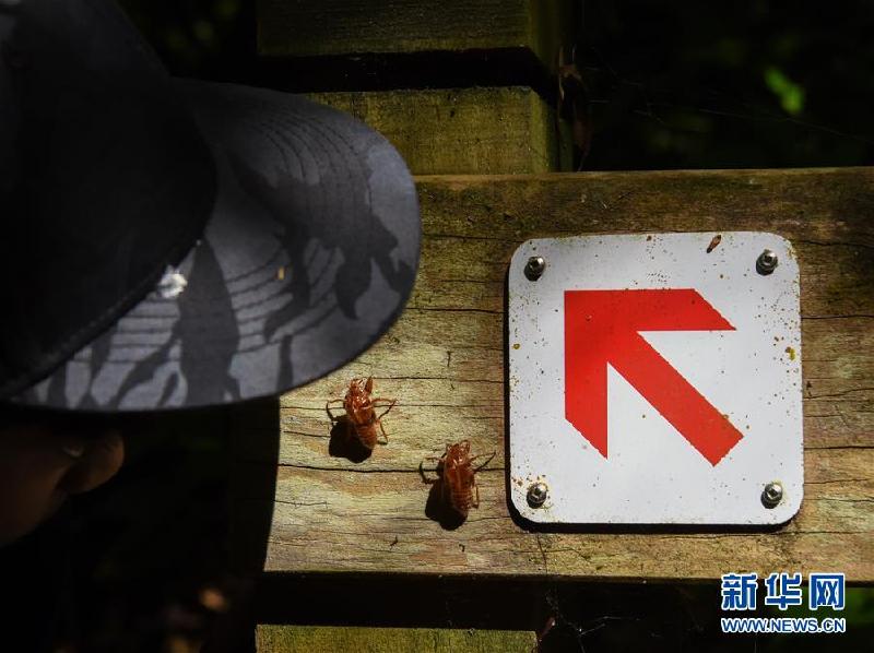 （國際·圖文互動）（2）特寫：新西蘭小學生的一次戶外實踐課
