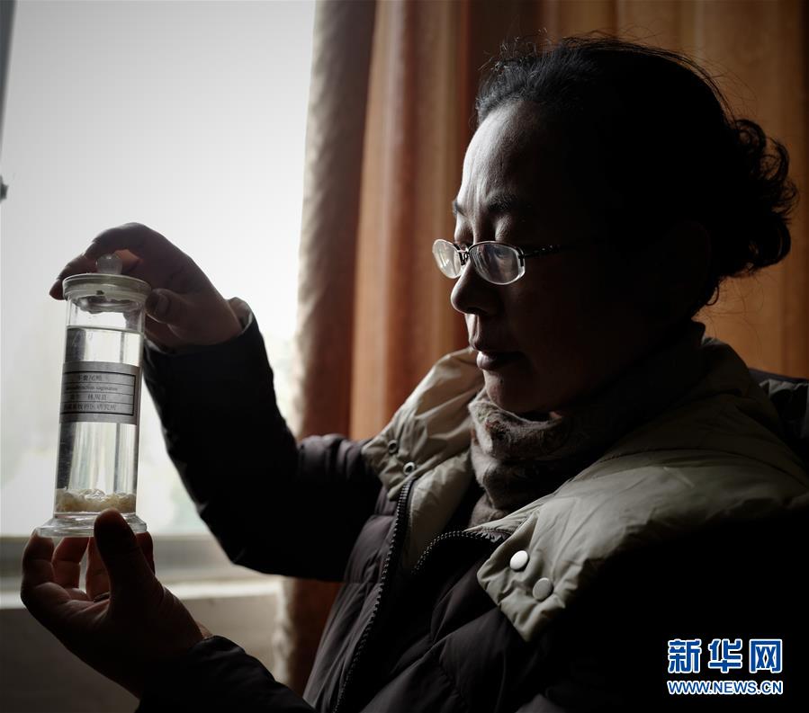 (圖片故事)(3)姬秋梅:破譯青藏高原牦牛“生命密碼”的藏族女博士