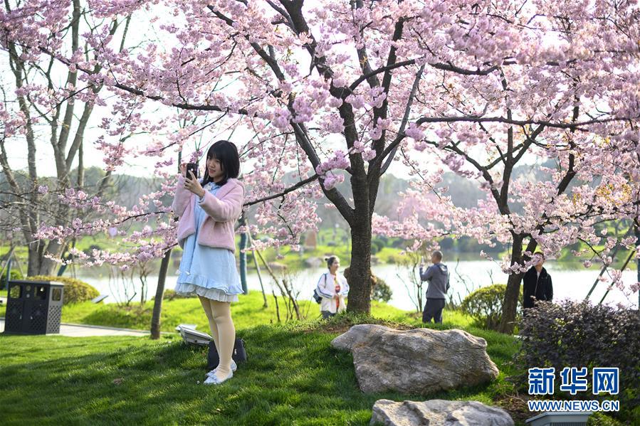 （社會(huì)）（5）武漢東湖櫻花節(jié)開幕