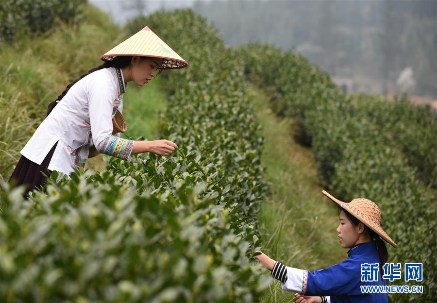 （經濟）（2）貴州春茶陸續開采