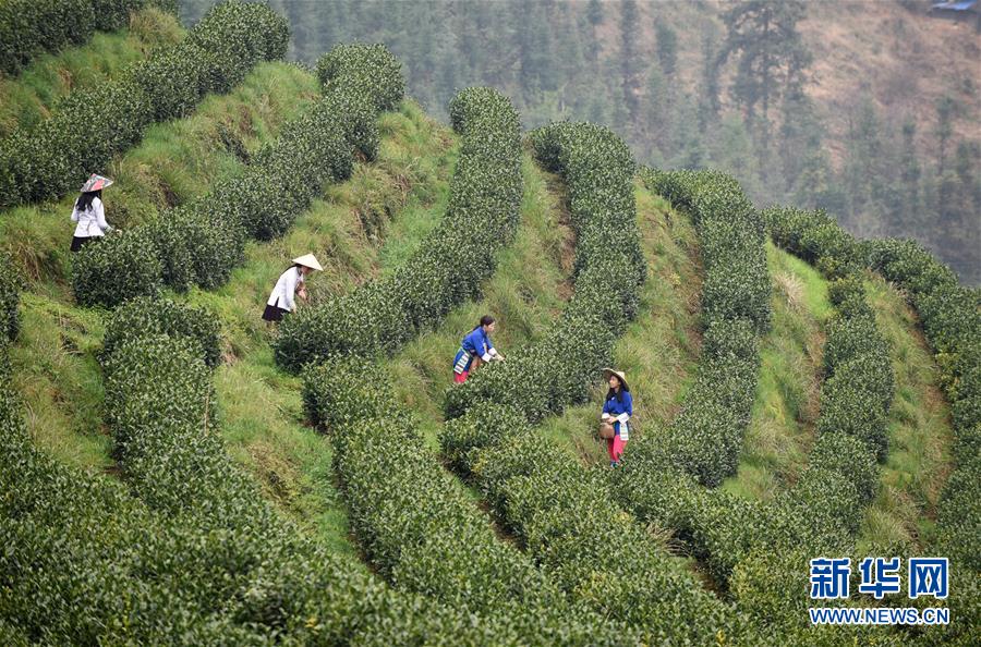 （經濟）（4）貴州春茶陸續開采