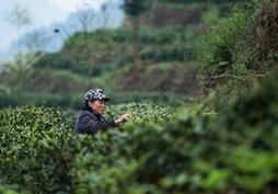 （經濟）（1）貴州春茶陸續開采
