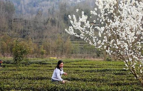 （環境）（1）茶園春色