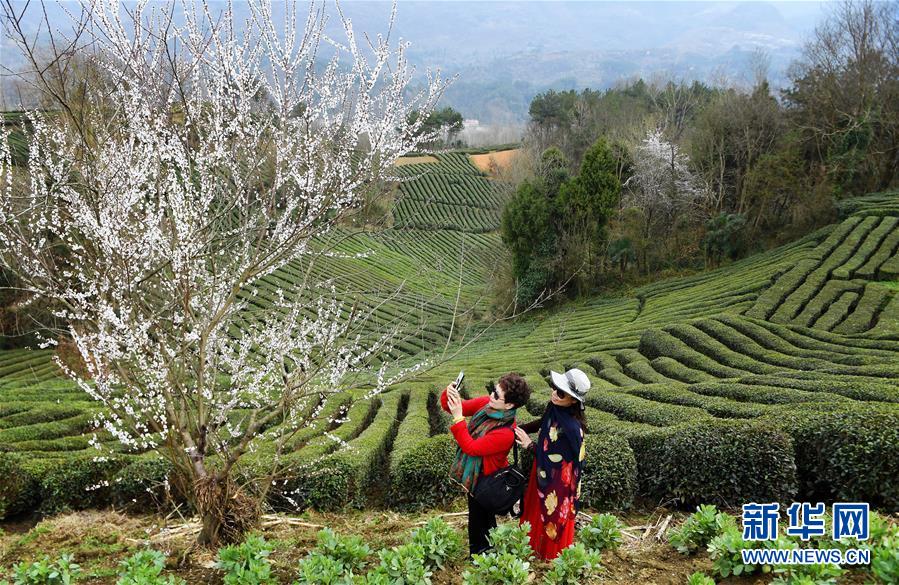 （環境）（3）茶園春色