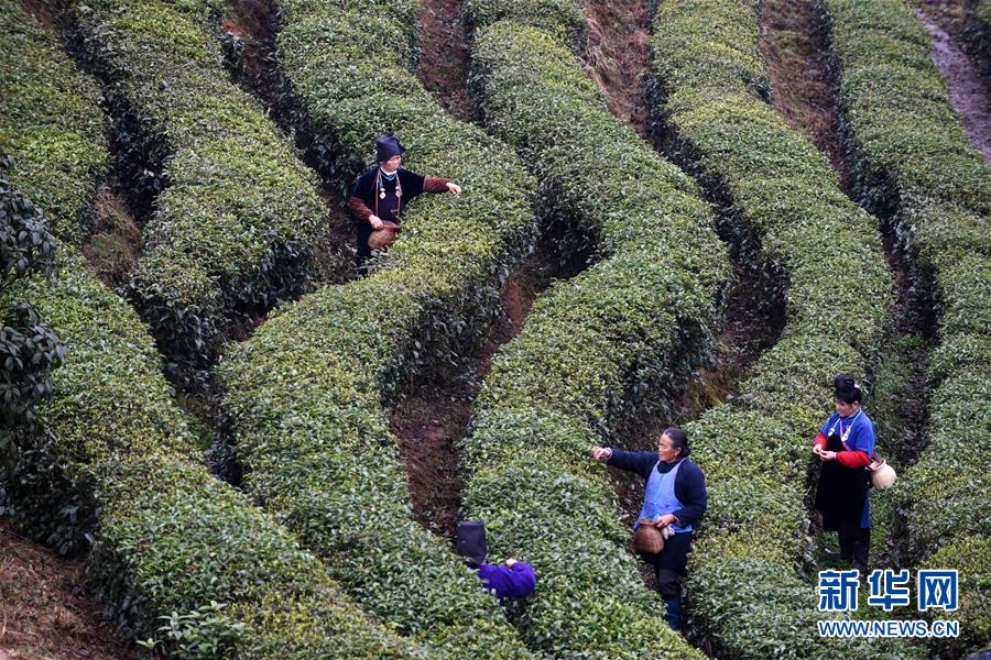 （脫貧攻堅）（3）貴州丹寨：“扶貧茶園”春茶開采