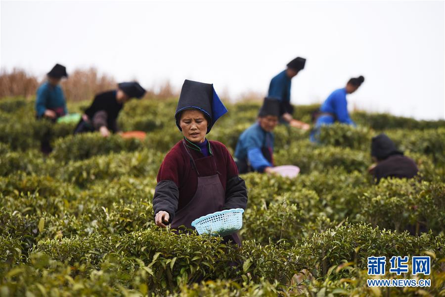 （脫貧攻堅）（4）貴州丹寨：“扶貧茶園”春茶開采