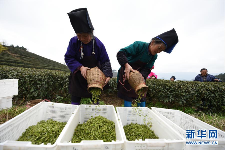 （脫貧攻堅）（5）貴州丹寨：“扶貧茶園”春茶開采