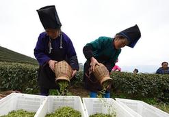 （脫貧攻堅）（5）貴州丹寨：“扶貧茶園”春茶開采