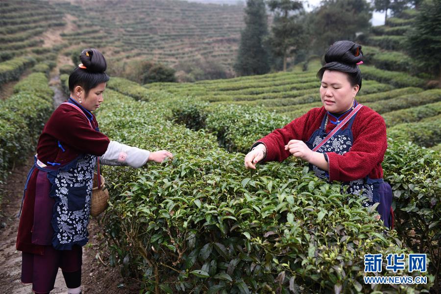 （脫貧攻堅）（6）貴州丹寨：“扶貧茶園”春茶開采